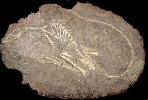 liaoning fossils